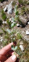 Epilobium glaberrimum