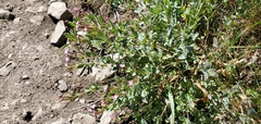 Epilobium glaberrimum