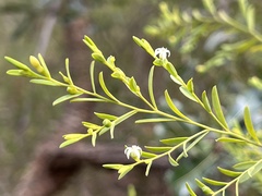 Olax stricta