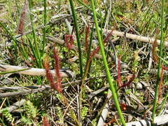 Drosera binata