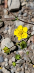 Potentilla glaucophylla