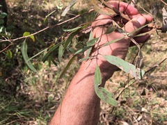 Eucalyptus siderophloia