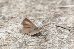 Surendra quercetorum