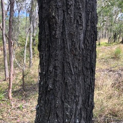 Eucalyptus siderophloia