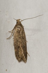 Bryotropha terrella