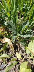 Potentilla glaucophylla