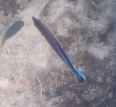 Labroides dimidiatus