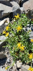 Senecio fremontii