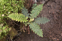 Asplenium aureum