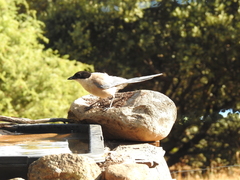 Cyanopica cooki