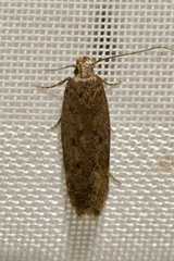 Bryotropha terrella