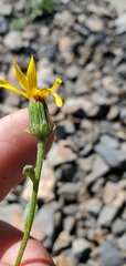 Senecio fremontii