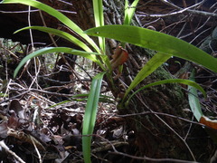 Bulbophyllum variegatum