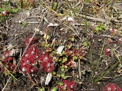 Drosera pygmaea