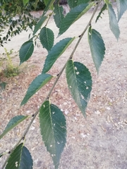 Ulmus