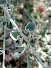 Chenopodium curvispicatum