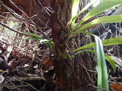 Bulbophyllum variegatum