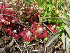 Drosera pygmaea