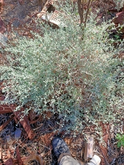 Chenopodium curvispicatum