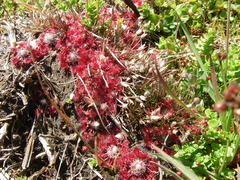 Drosera pygmaea