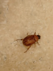 Cyclocephala