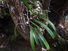 Bulbophyllum variegatum