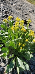 Senecio integerrimus