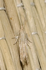 Coleophora