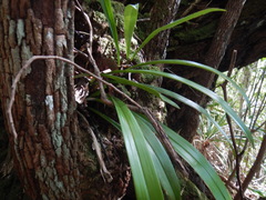 Bulbophyllum variegatum