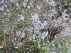 Torilis arvensis