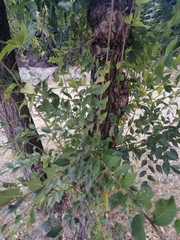 Ulmus