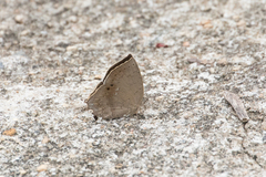 Surendra quercetorum