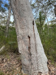 Angophora costata