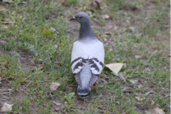 Columba livia domestica