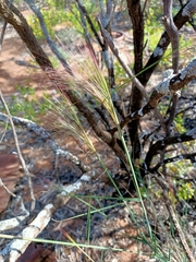 Austrostipa elegantissima