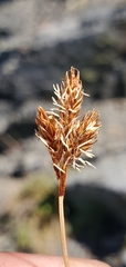 Carex phaeocephala