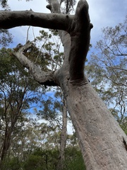 Angophora costata