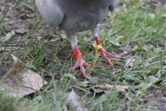 Columba livia domestica