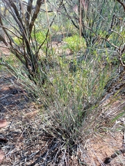 Austrostipa elegantissima