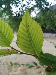Ulmus