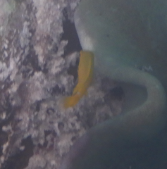 Pomacentrus moluccensis