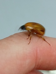 Cyclocephala