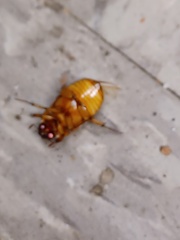 Cyclocephala