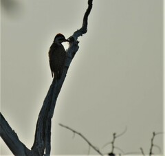 Chloropicus namaquus