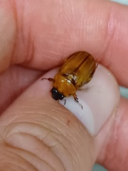 Cyclocephala