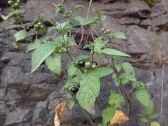 Solanum americanum