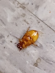 Cyclocephala