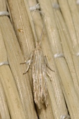 Coleophora