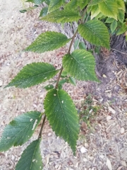 Ulmus