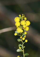 Acacia acinacea